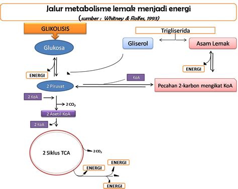 Katabolisme Karbohidrat Protein Lemak Dan Hubungannya ~ Kumpulan