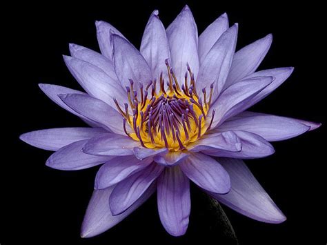 Water Lilly Wallpaper Wallpapers