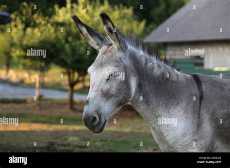 Gray Donkeys In The Open Air Stock Photo Alamy