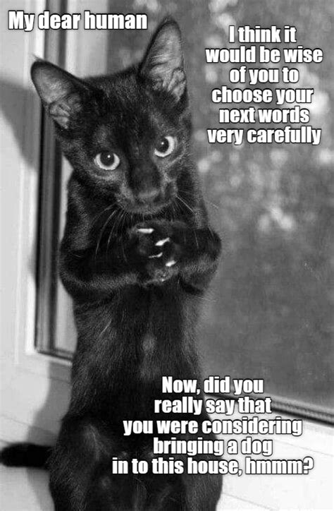 Pur Chance It Be Wise To Reconsider Lolcats Lol Cat