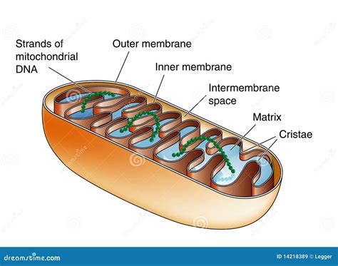 mitochondria structure labeled