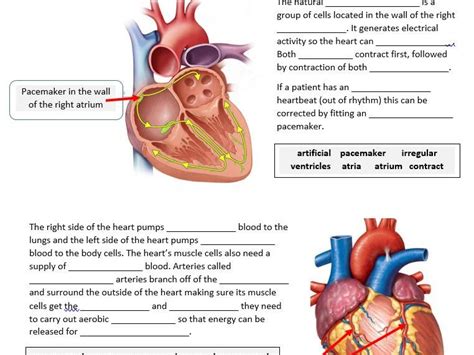 Gcse Revision The Heart And Blood Vessels 422 Teaching Resources