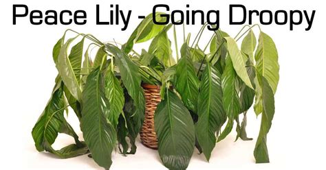 Peace Lily Care How To Plant Growing Guide