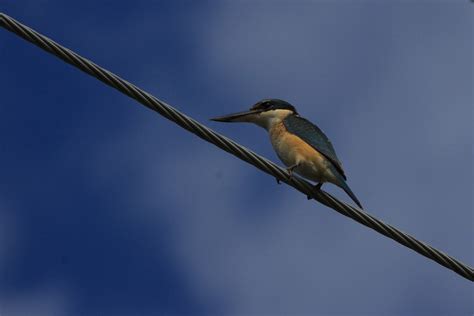 ヒジリショウビンsacred Kingfisher レッドドラゴンの鳥見旅行記