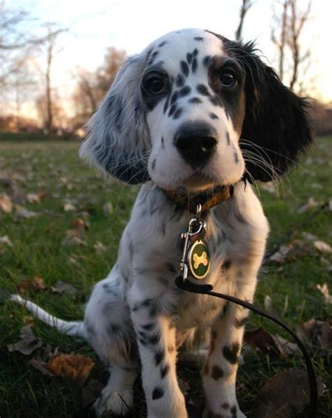 English setters make great companions for hunters or families with children. 203 best English Setter images on Pinterest | English ...