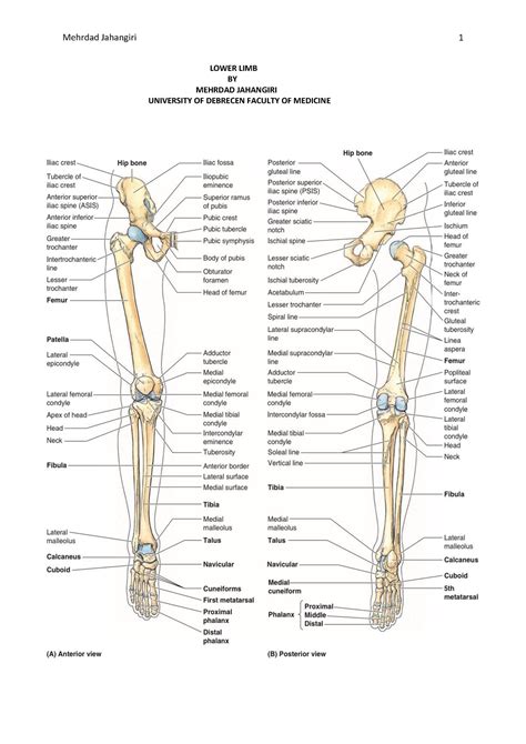 Lower Limb Mehrdad Short Notes From Moores Anatomy Text Book Studocu