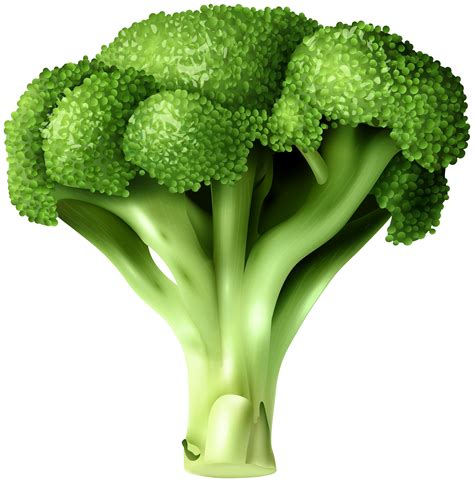 Broccoli Clipart Vegetable Broccoli Vegetable Transparent Free For