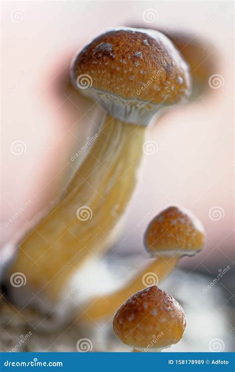 Psilocybe Cubensis Mushrooms In Man S Hand On Green Background