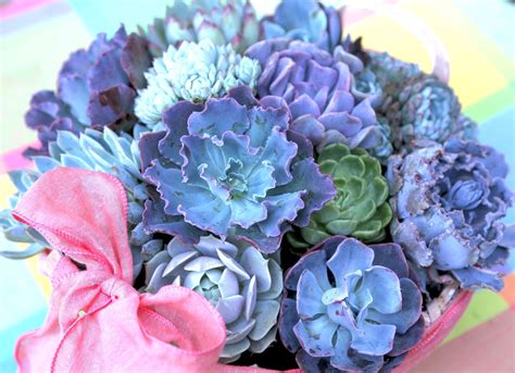 All About Echeverias Care Propagation Uses Design Ideas