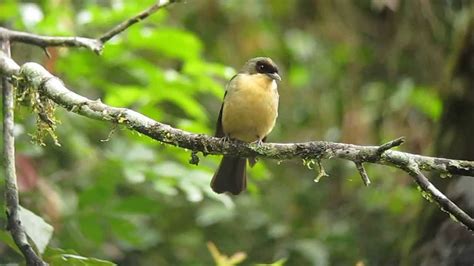 Black Goggled Tanager Trichothraupis Melanops Intervales Brazil Youtube