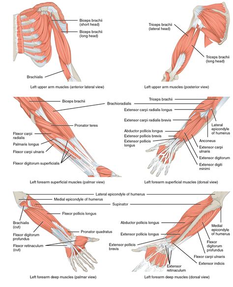 The Muscles Originating In The Upper Arm Flex Extend Pronate And Supinate The Forearm The Mu