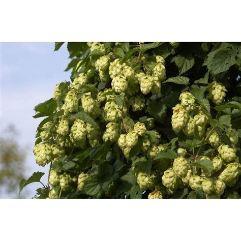 Sie erreichen jedoch diese endhöhe aufgrund der kurzen jahrestriebe erst nach vielen jahren. Humulus lupulus ( Hopfen ) Kaufen bei Pflanzen-shop.ch