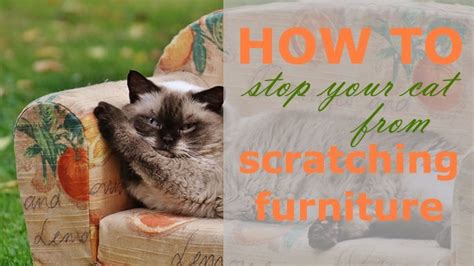 How can i stop my cat from scratching my furniture/carpet? How To Stop Your Cat From Scratching Your Furniture