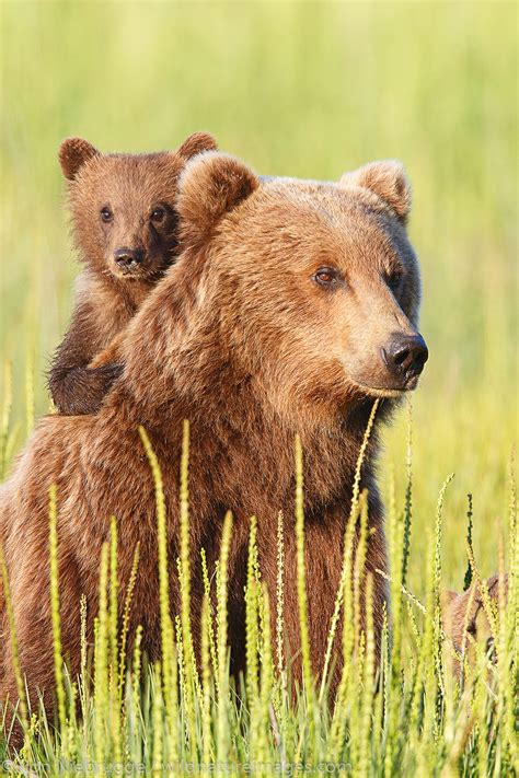 Brown Bear Sow And Cubs Lake Clark National Park Alaska Photos By