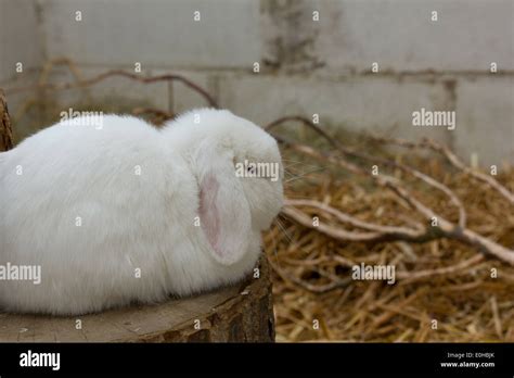 White Lop Eared Rabbit Stock Photo Alamy