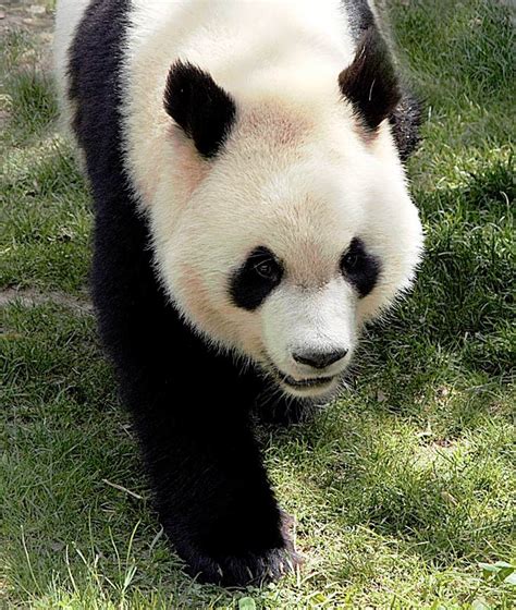 Foto Natura Huesca Oso Panda Gigante Ailuropoda Melanoleuca Jean