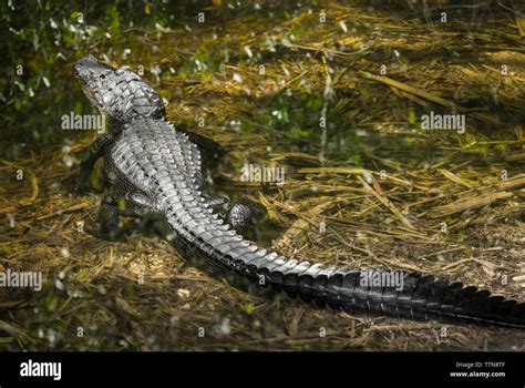 Alligator In Swamp At Forest Stock Photo Alamy