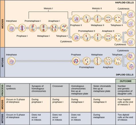 Meiosis Introductory Biology Evolutionary And Ecological