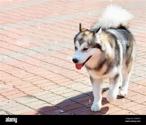 The Dog Of The Alaskan Malamute Breed Is Very Smart Outwardly The Dog