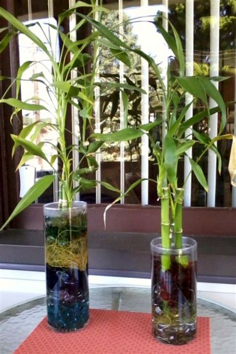 While increased prosperity isn't guaranteed, your specimen can help clean the air and lucky bamboo grows hydroponically, meaning it lives in water, not soil. My bamboo plants. | Bamboo garden, Indoor bamboo plant ...