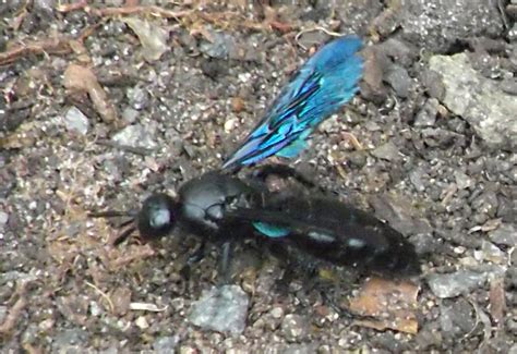 Blue Flower Wasp From Australia Whats That Bug