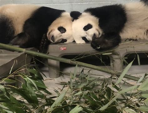 Panda Update Friday November 15 Zoo Atlanta