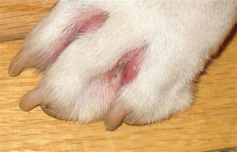 My Dog Boxer Has Large Blister Looking Places Between His Toes On A