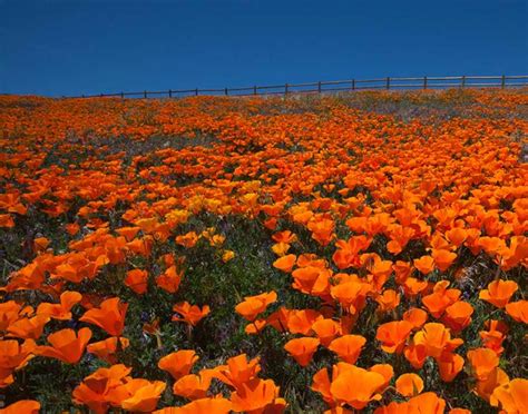 Maybe you would like to learn more about one of these? Best Spring Blooms In the US - Jetlaggin