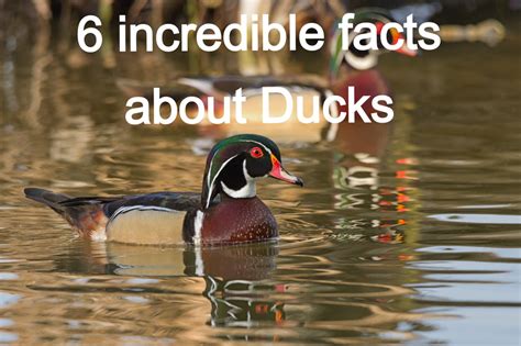 6 Incredible Facts About Ducks