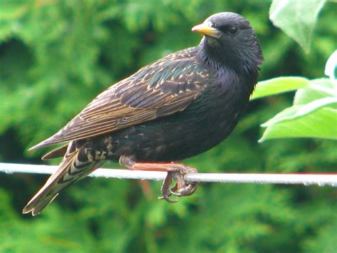 Identification Doiseaux Du Québec Go Oiseaux