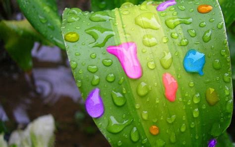 Raindrops Bright Colors Wallpaper 18125673 Fanpop