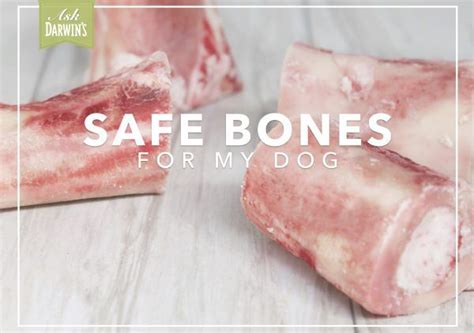 Safe Bones For Dogs Dog Food Recipes Dog Treat Recipes Natural Pet Food