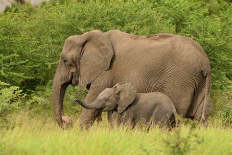Baby Elephant Playing With Its Mother In The Middle Of The Grassy