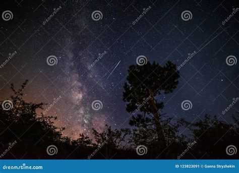 Milky Way And Flying Meteorites Black Silhouette Of A Pine Tree On A