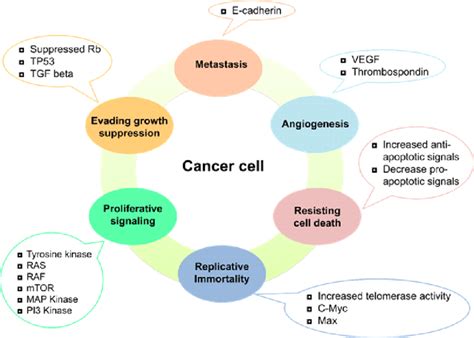 Schematic Illustration Of Characteristics Of Cancer Cell Six