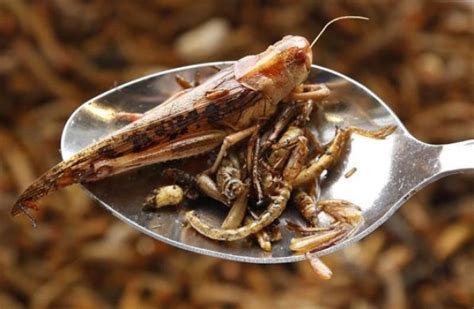 Eating Insects Grasshoppers And Crickets Delicious But Fly Cake