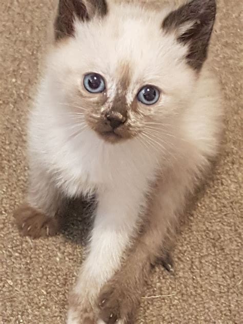 Napa Female Ragdoll Mix Cat In Qld Petrescue