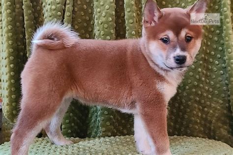 Jenna Shiba Inu Puppy For Sale Near Chicago Illinois 1fae779d 2611