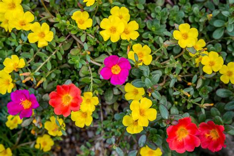 Moss Rose Care And Growing Guide