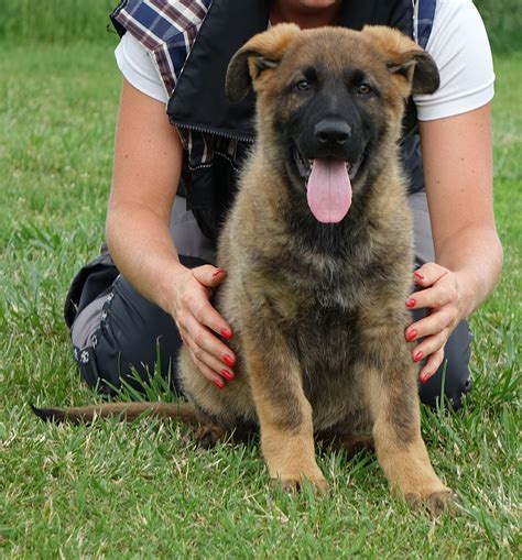 German shepherd dogs are fiercely loyal and protective guardians. Our Sires | German Shepherd Puppies For Sale | Oregon ...