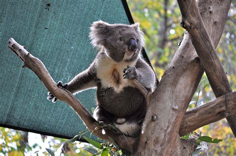 All About Koalas With Interesting Facts Love The Critters