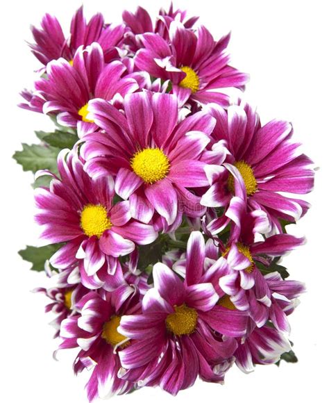 Bouquet Of Bright Crimson Chrysanthemums Stock Image Image Of