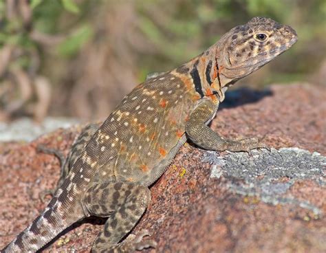What Are The Different Types Of Rock Lizard With Pictures