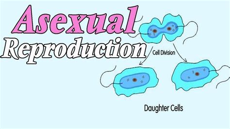 Asexual Reproduction Science Quiz Quizizz