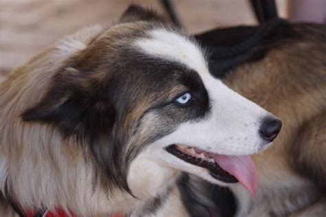 Border Collie And Husky Mix Dog Breed Info Pictures