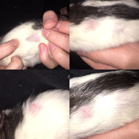 Dog Losing Hair In Patches And Scabs The O Guide