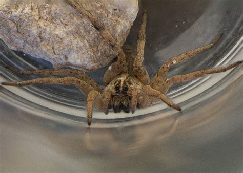 Wolf Spiders In Florida Everything You Need To Know A Z Animals