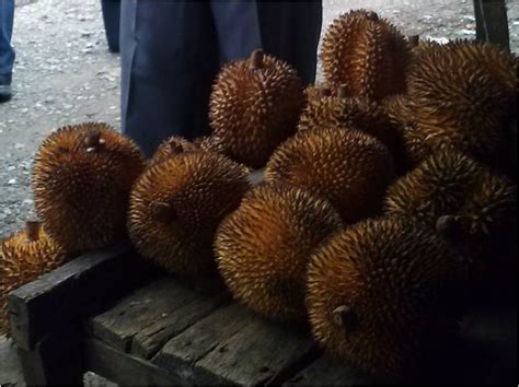 pulung prosa alam  stanza buah lai jenis durian kutai