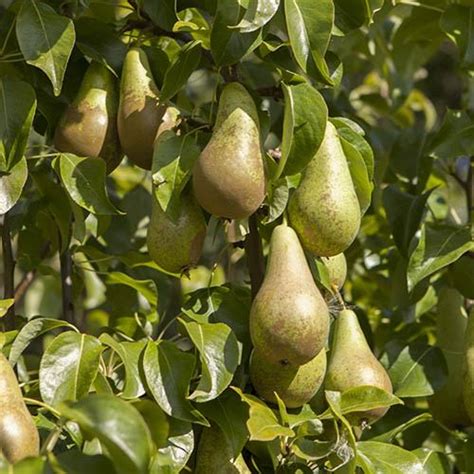 Pear Conference Tree Bare Root Gardening Direct