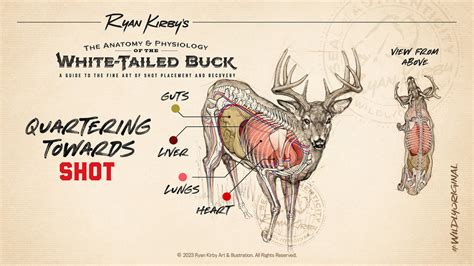 Shot Placement On White Tailed Deer An Artist S Guide Ryan Kirby Wildlife And Hunting Art